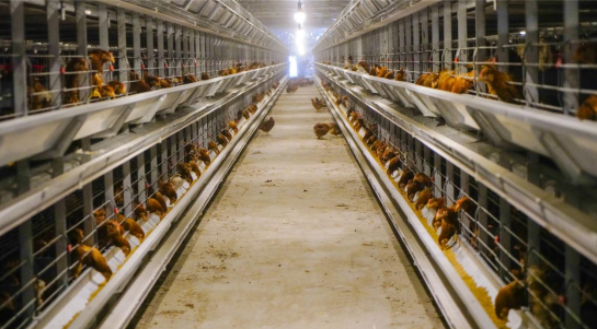 新疆库尔勒：自动化养鸡场投入使用 开启乡村振兴新篇章