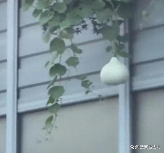 摘沈阳网红葫芦男子遭人肉波及酒店