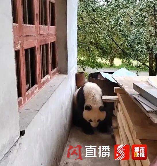 村民家中来了野生大熊猫 我们的生态环境越来越好了