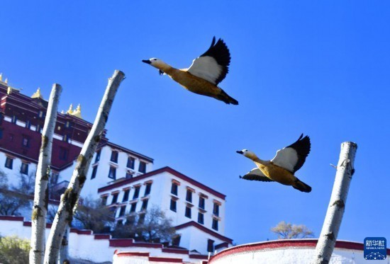 11月17日，两只斑头雁从龙王潭公园上空飞过。