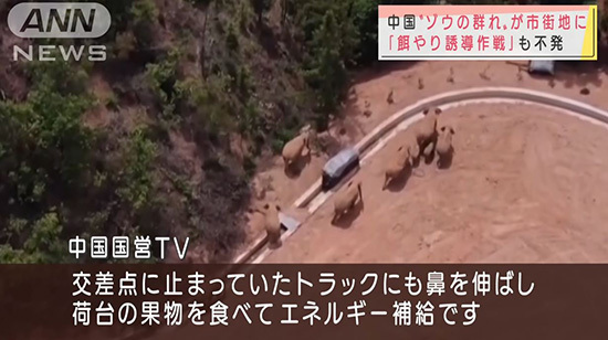 “进击的巨象！”云南北迁野象群红到了日本