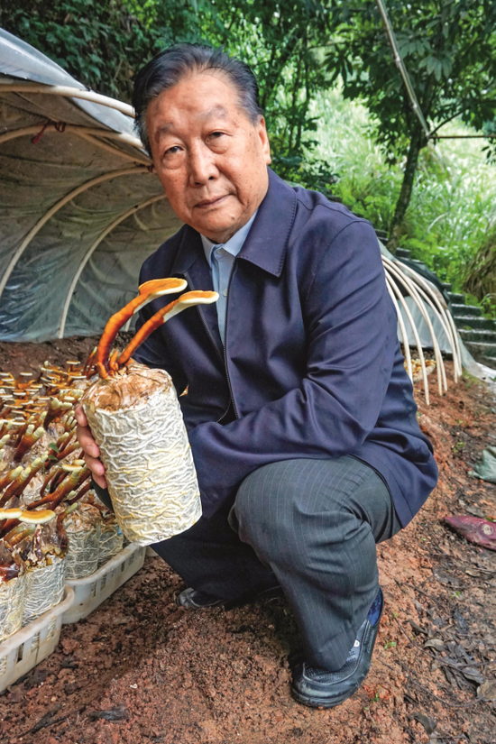 ·林占熺介绍由菌草制成的菌棒。陈霖/摄