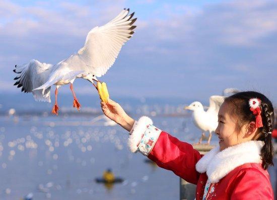 游客在昆明滇池边投喂红嘴鸥（2024年1月17日摄）。新华社发（刘元嵩摄）