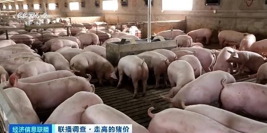 出栏一头猪赚约600元 养殖户盈利激增，增养意愿提升