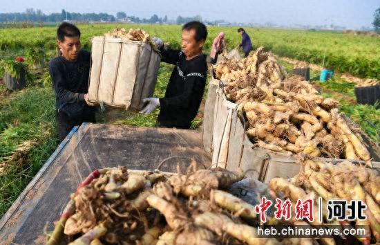 河北广平：生姜丰收助农户增收