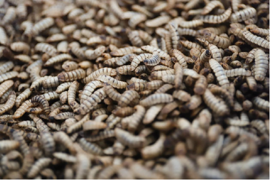 茅台跨界做宠物粮