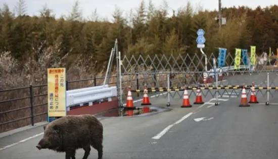 日本福岛核废区野猪变成“超级猪”