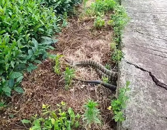 路面被眼镜蛇拱裂？村干部辟谣