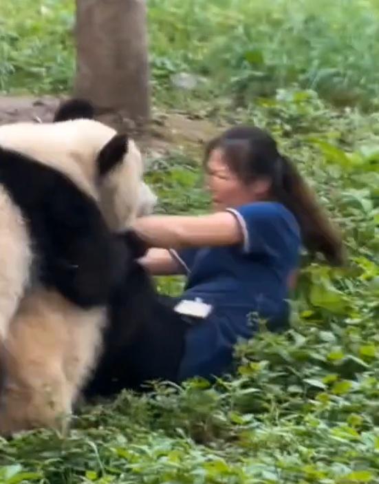 大熊猫扑倒保育员 动物园报平安 人熊均安无恙