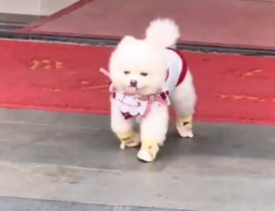 孟子义的狗都有时装周了！
