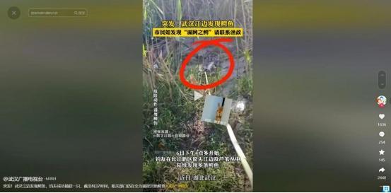 岳阳回应洞庭湖可钓区现鳄鱼 虚假视频误导公众