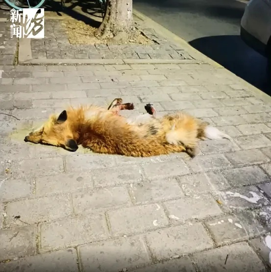 上海某小區(qū)出現(xiàn)的狐貍已死亡