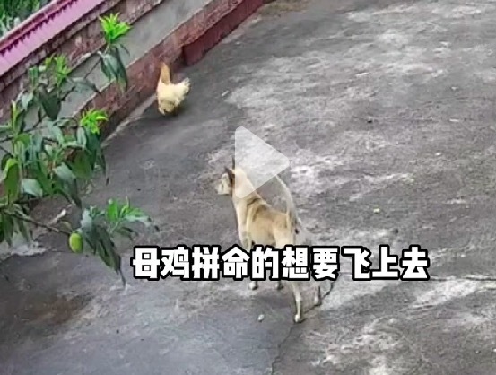 老鷹飛來(lái)抓走小雞 母雞想救沒(méi)救到