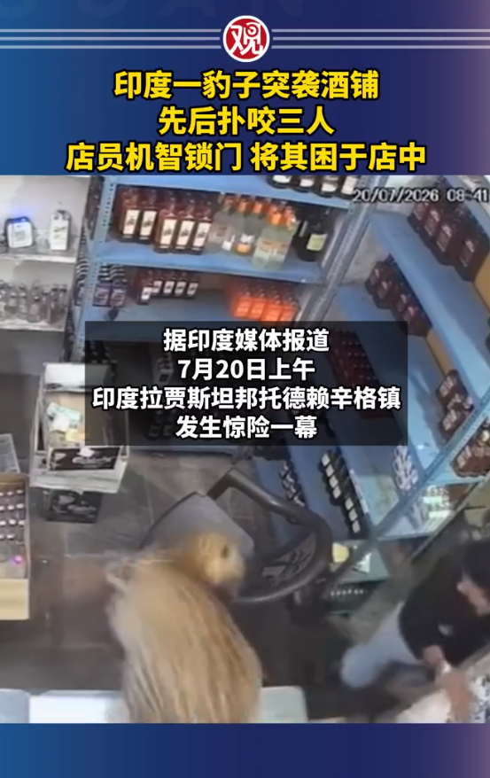 印度酒铺惊现豹子扑咬店员 袭击多人后被麻醉带走