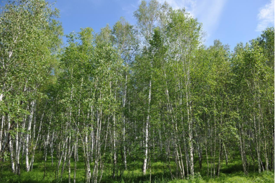 中国文促会主席杨晓阳谈“走遍中国”三省有感