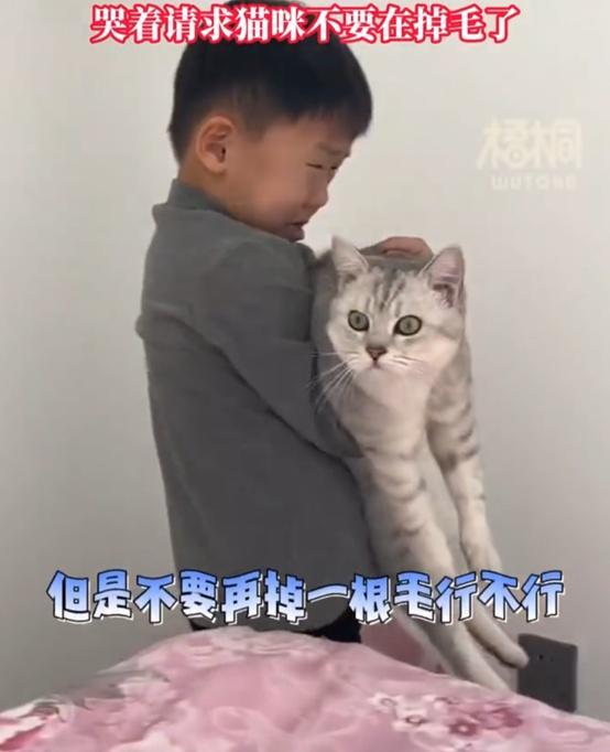 男孩哭着求猫不要掉毛怕被送走 父母脱发凭啥要求猫不掉毛？