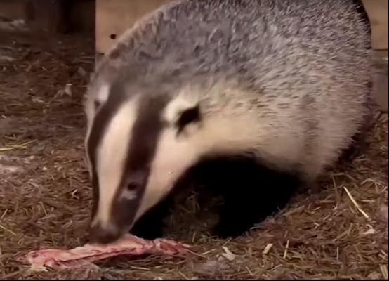 数千狗獾挖洞致轨道下沉，荷兰铁路一度瘫痪 工人用肉引獾出洞