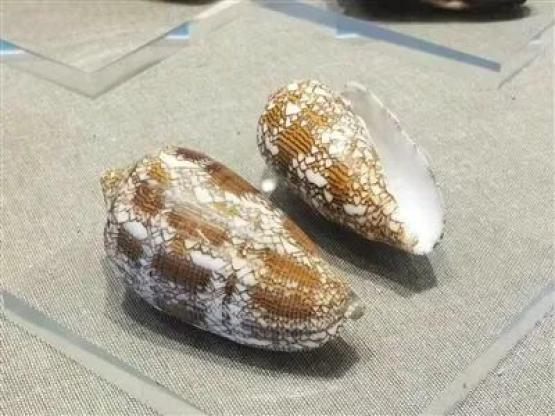 剧毒红斑斗蟹少量即可致命 警惕海洋“有毒”生物