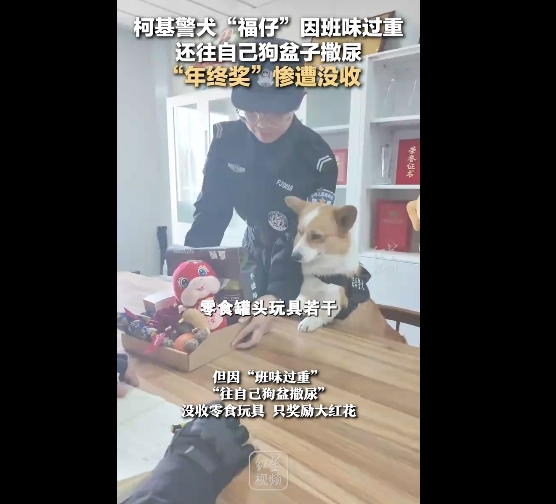 警犬福仔班味儿重被扣除年终奖