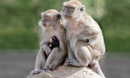 養(yǎng)殖場(chǎng)稱明年實(shí)驗(yàn)猴或?qū)?5萬一只 創(chuàng)新藥研發(fā)推高需求