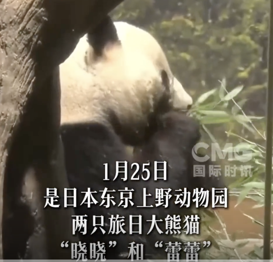 大批日本民众赶来和大熊猫告别 依依不舍泪别晓晓蕾蕾