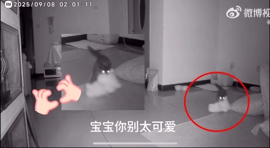 半夜带好朋友去厕所的小猫 好可爱啊！