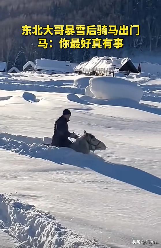 东北大哥暴雪后骑马出门 马：你骑我出来最好是有天大的事