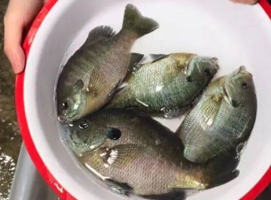 成都钓起入侵怪鱼 专家:可清蒸红烧