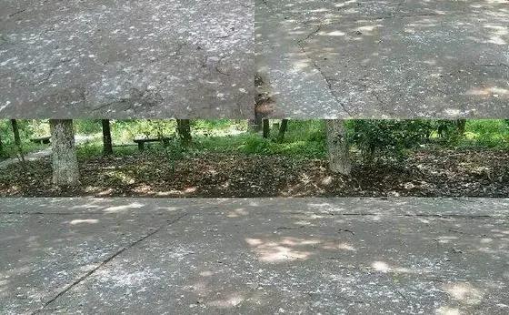 高校“天降鸟屎之路”引争议，有人写了篇论文！