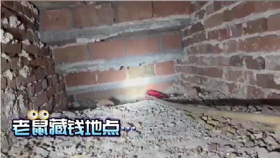 老鼠偷走大爺藏有現(xiàn)金的襪子 奇案真相揭曉