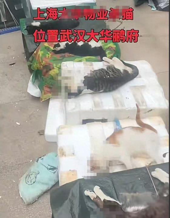 小区10余只流浪猫疑被毒杀 警方介入 现场惨不忍睹