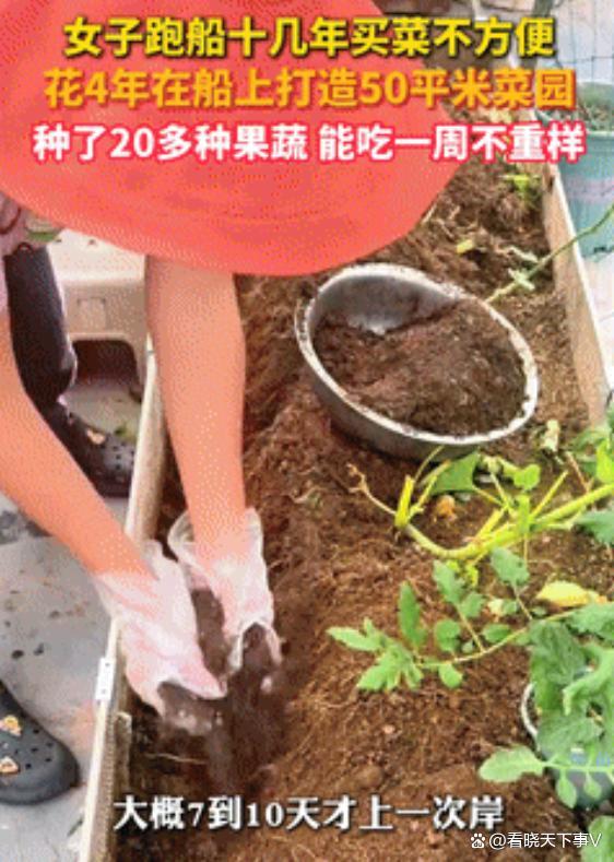 女子花4年打造50平船上菜園 種菜執(zhí)念成就綠色奇跡