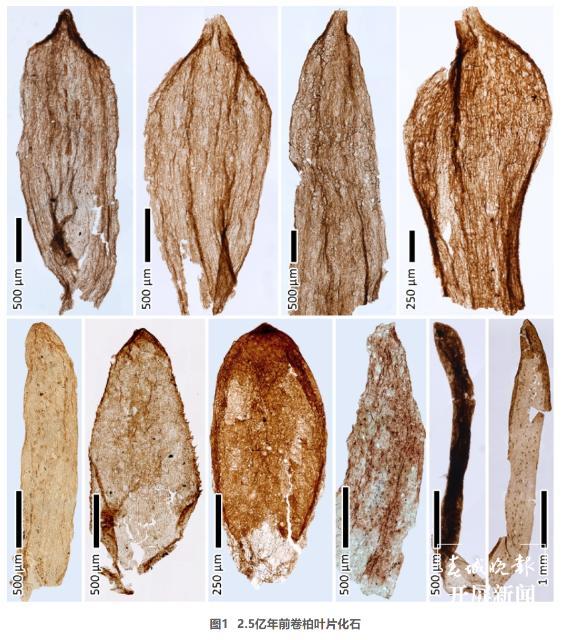 曲靖发现2.5亿年前卷柏化石