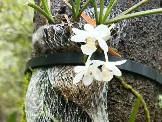 国家植物园确认灰绒麝凤蝶有宝宝了 珍稀物种成功定居