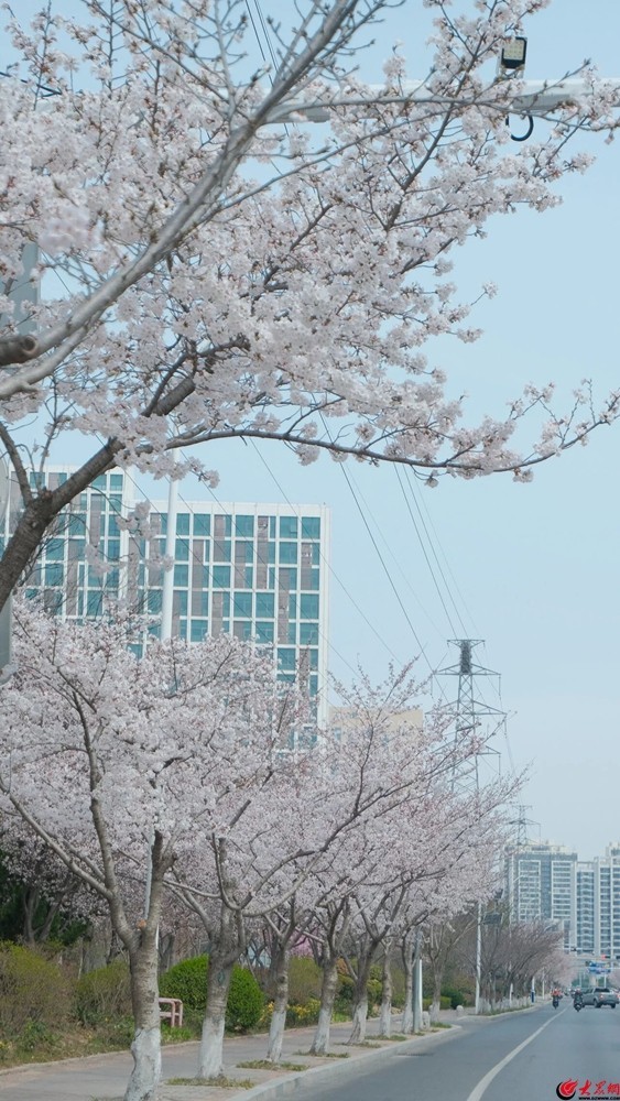 开了!青岛西海岸新区山川路樱花大道美得震撼!