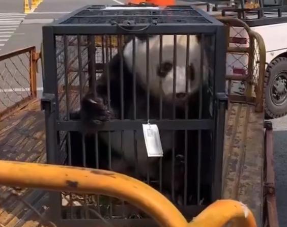 大熊猫返乡途中被截停，博主们为了流量不择手段