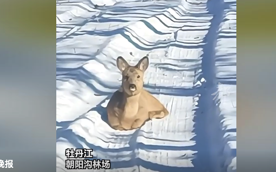 受伤小狍子拦在路中像在求救,幸遇护林员暖心救助