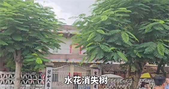 全红婵家门口凤凰树苗卖到38元1棵 网红打卡地的诞生