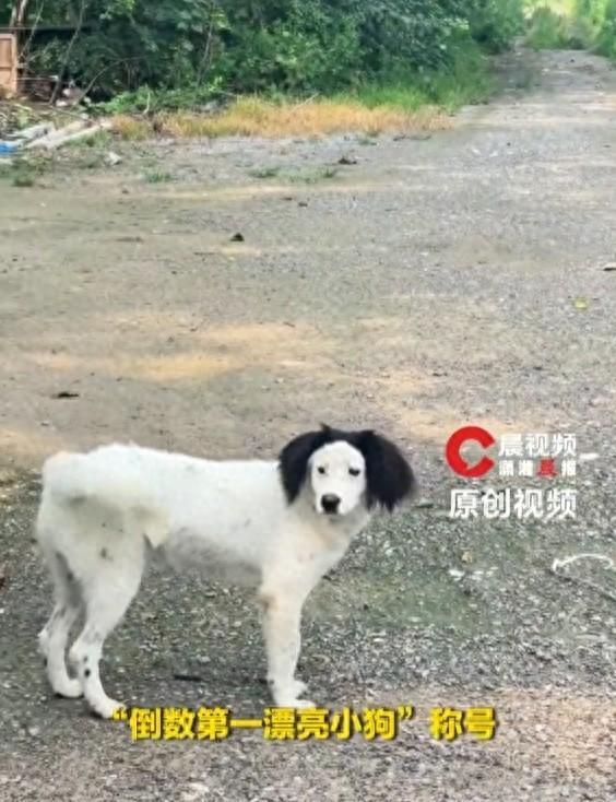 双马尾小狗因长得“潦草”出圈 颜值倒数第一引发热议