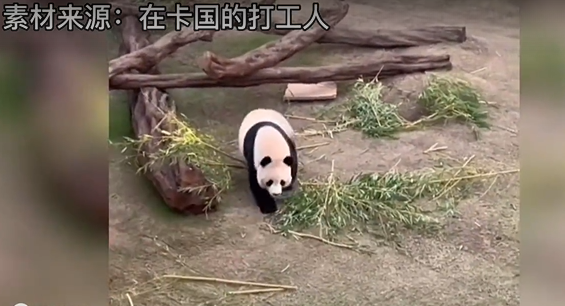 男子卡塔尔看望熊猫京京：喊四川话京京竟听懂了