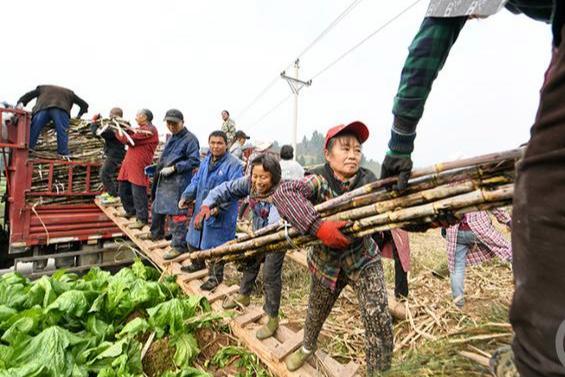 廣東廣西人對甘蔗的執(zhí)著 汗水澆灌的甜蜜