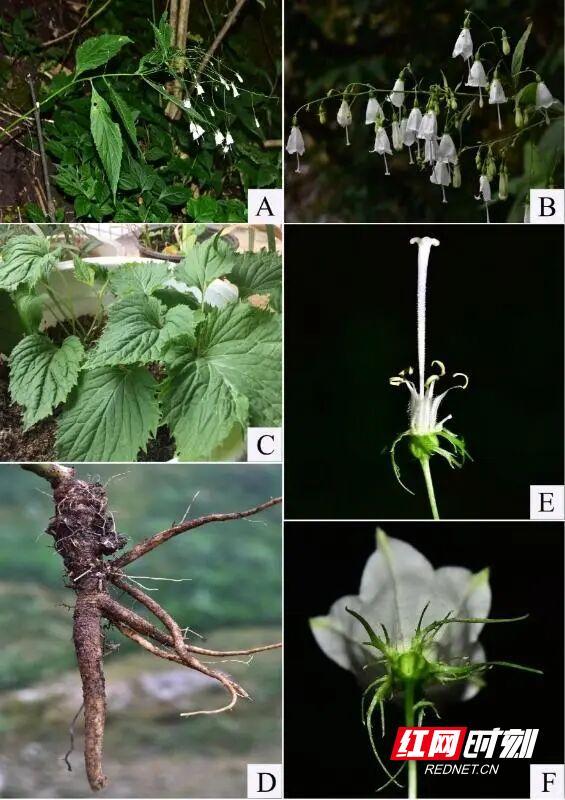 中医药成荒野求生“制胜法宝” 湖湘智慧闪耀赛场