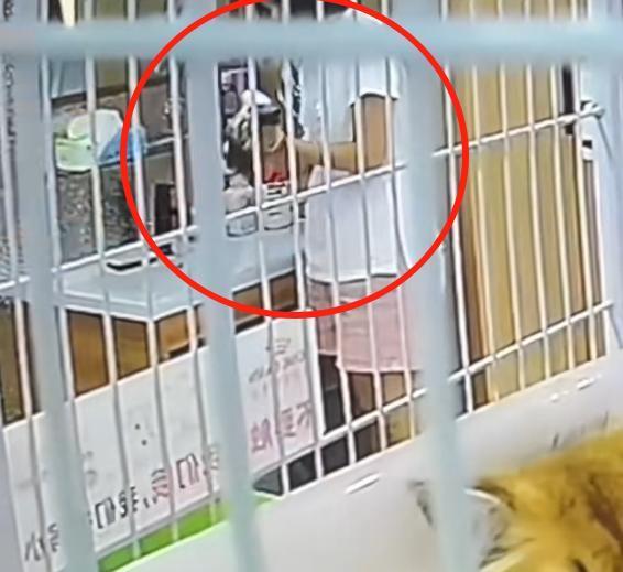 女子猫咖虐猫致死呼唤反虐待动物法 残忍行为引发社会关注