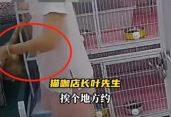 女子猫咖虐猫致死呼唤反虐待动物法 残忍行为引发社会关注