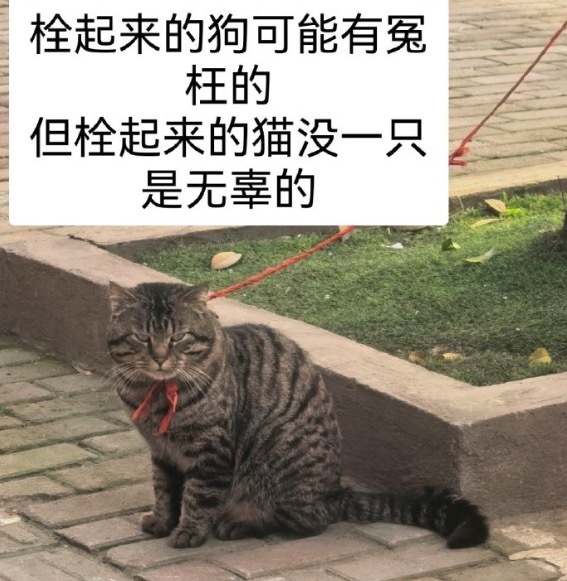 不要磨折任何一只被栓起来的猫