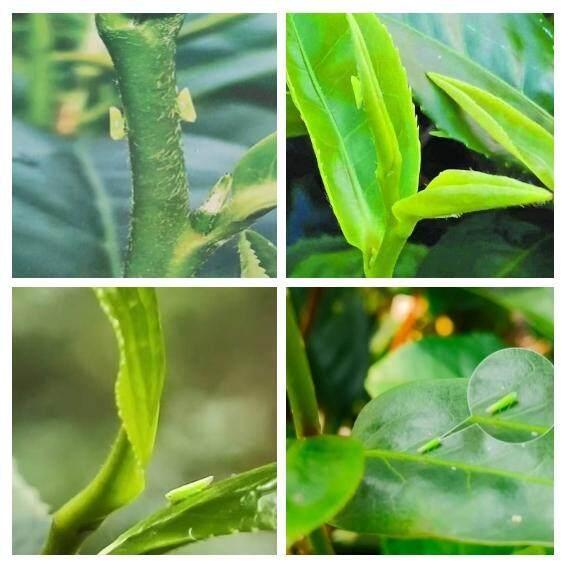 廣東茶農(nóng)稱蟬茶產(chǎn)量暴增40% 生態(tài)智慧的產(chǎn)業(yè)革命