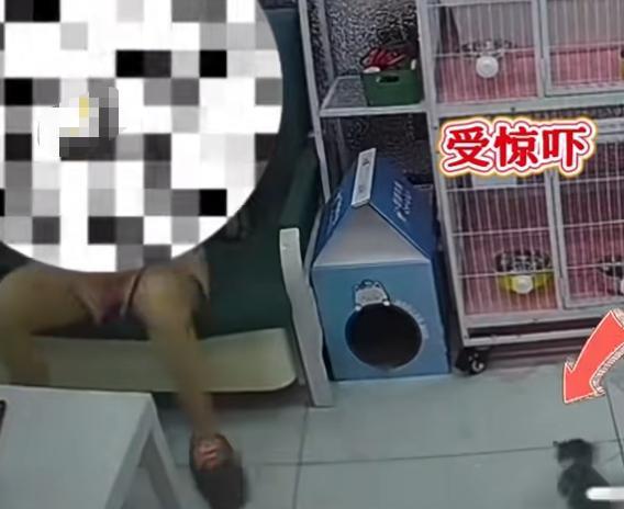 沈阳一女子在猫咖虐猫 情绪失控还是预谋施暴？