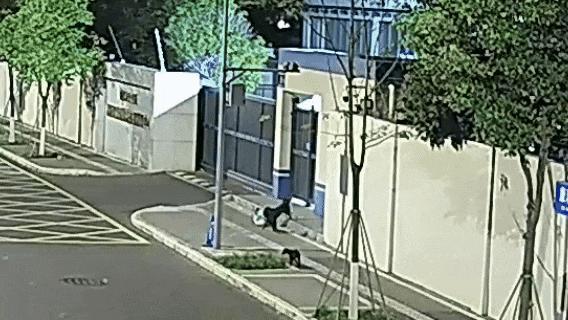 民警办完盗窃案发现外卖被狗偷走 加班遇“狗贼”