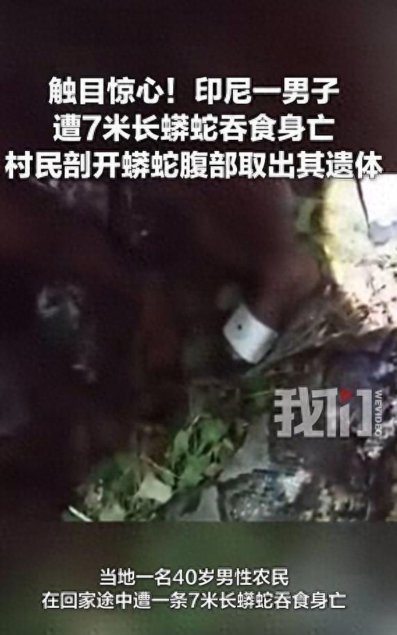 印尼男子遭7米长蟒蛇吞食