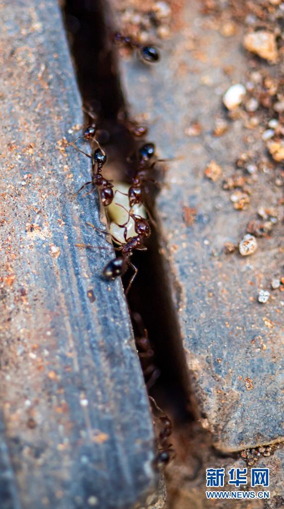玉米毛蚁大战红火蚁图片